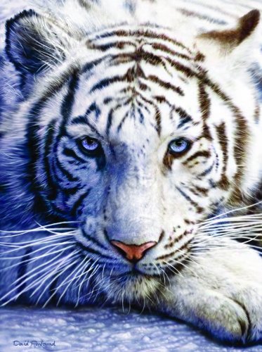 White Tiger Face 1000pc Jigsaw Puzzle by David Penfound